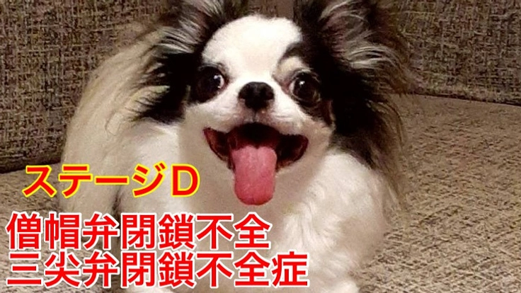 【僧帽弁閉鎖不全症】青海の手術費の支援をおねがいします。