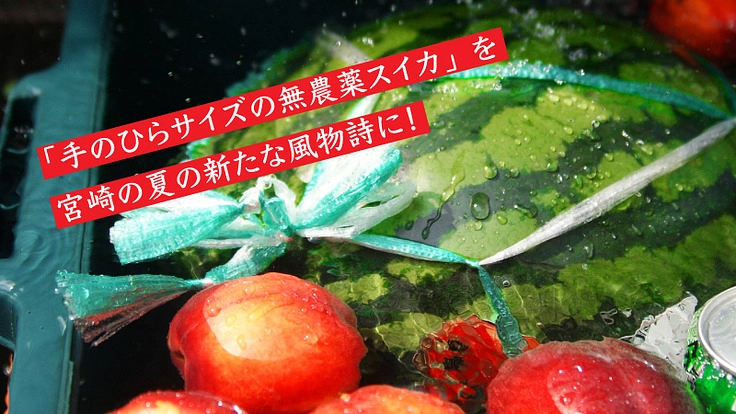 宮崎の夏を感じる「手のひらサイズの無農薬スイカ」への挑戦！
