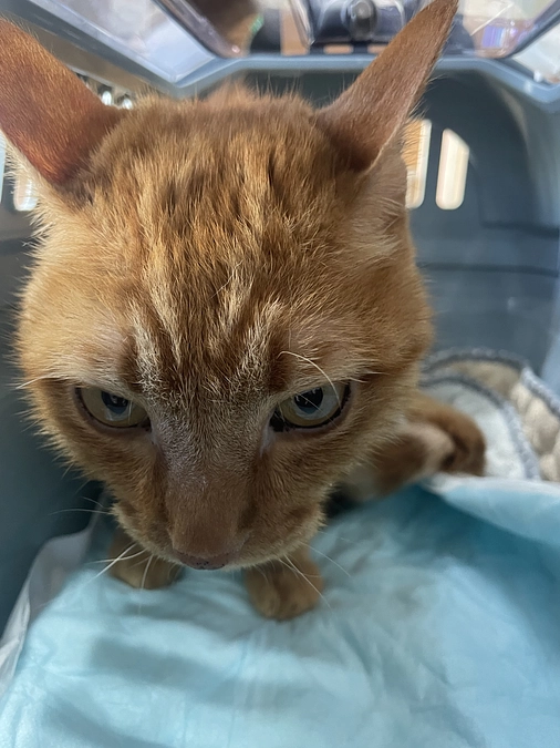 頑張った虎徹クン🐯💓