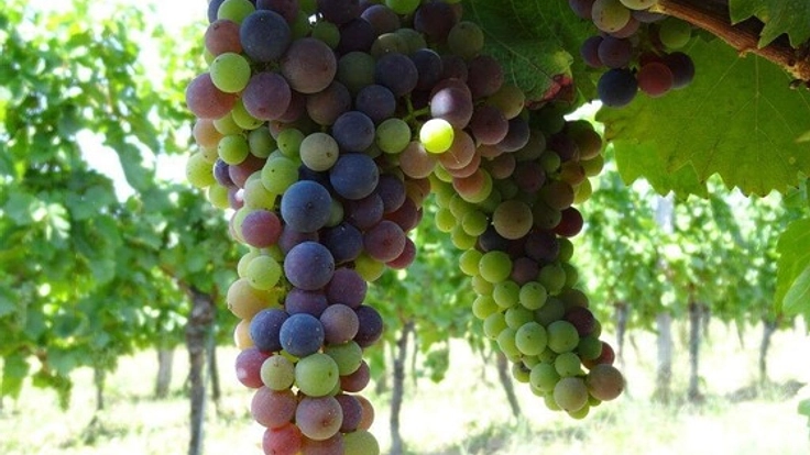 オーストリアのブドウから始まる新たな加賀友禅への挑戦!