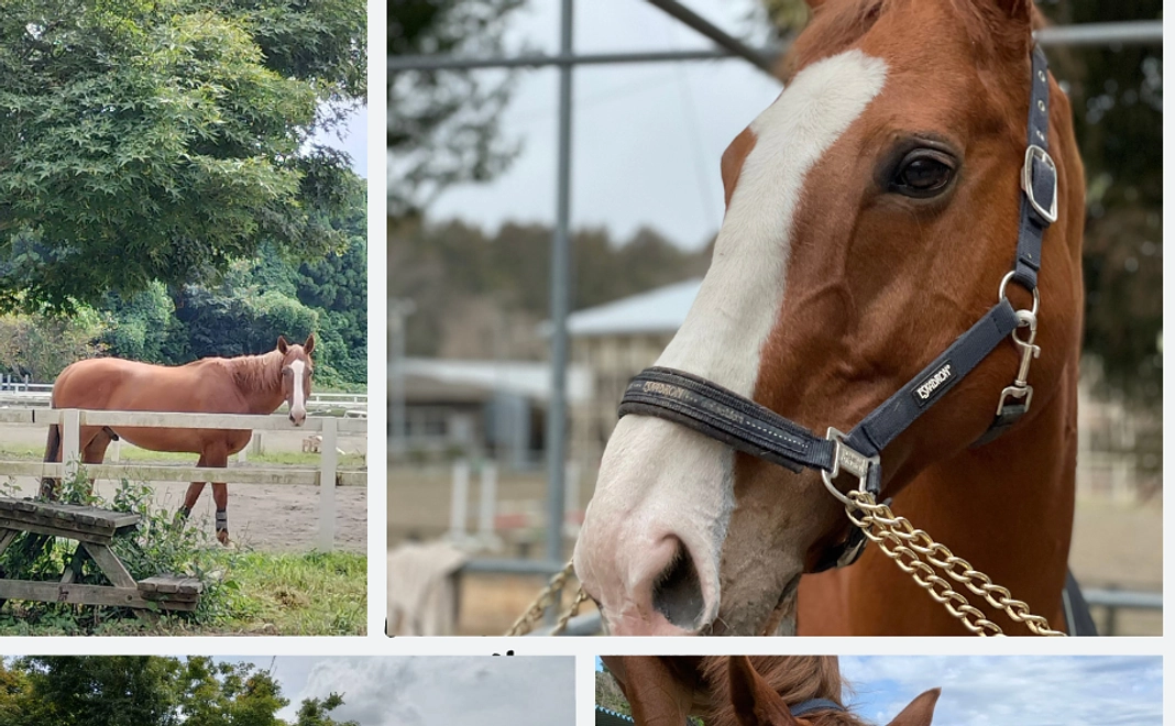 写真入り感謝メール