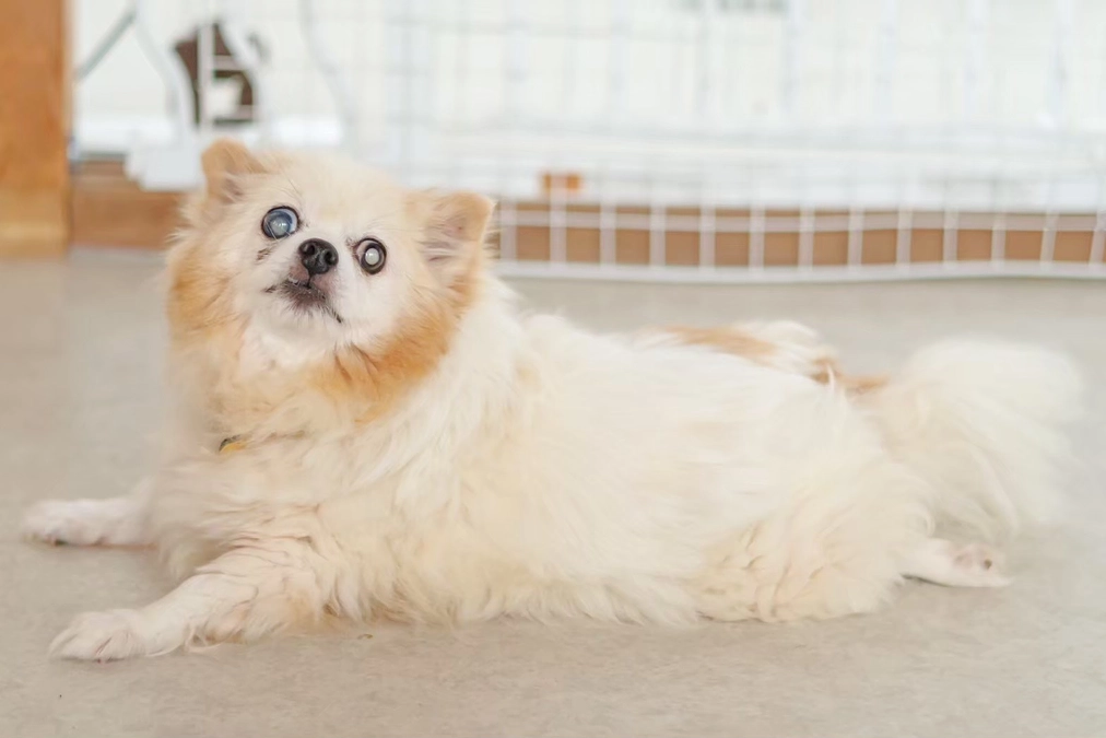 【保護犬紹介】のんびりまったり、マイペースな女の子♡