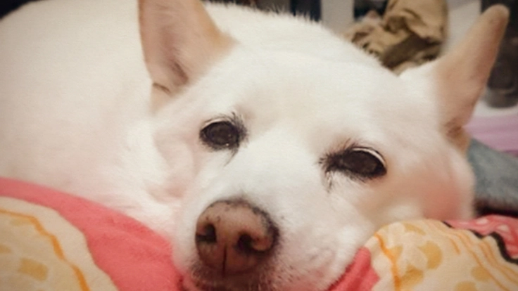 子宮蓄膿症になった愛犬【シロちゃん】の命を救いたい！