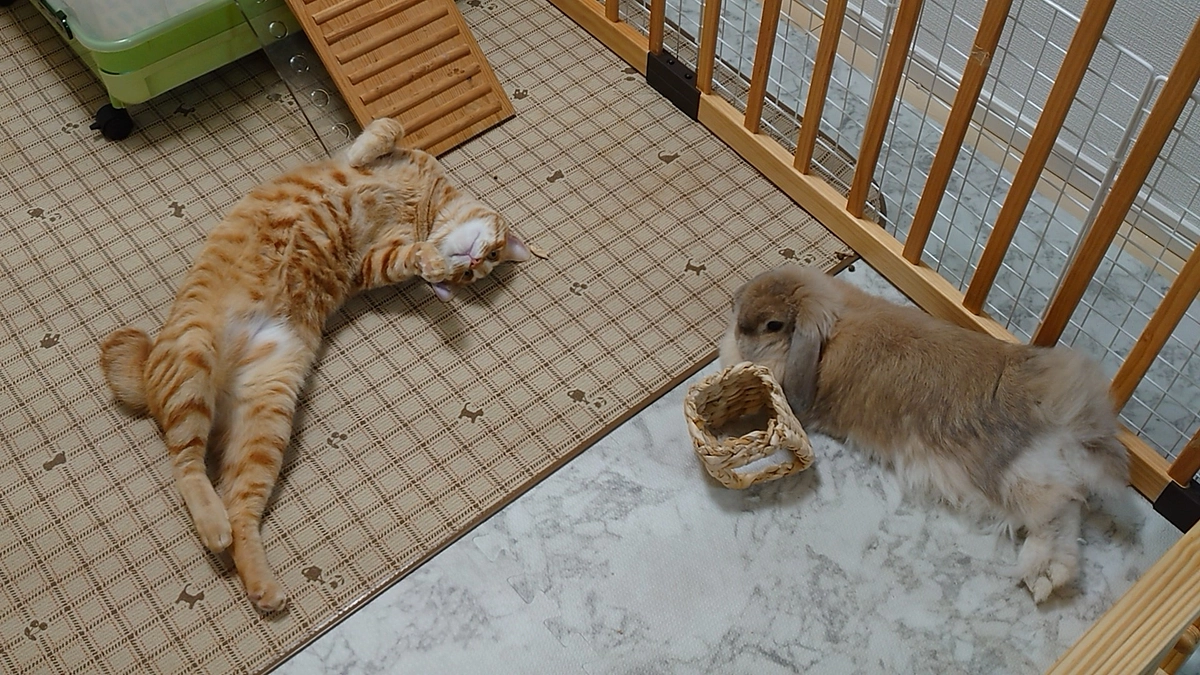 🐈茶トラのヨッちゃんともうひとりの茶トラの虎太～猫の虎太との出会いと先住うさぎのまる編～🐈