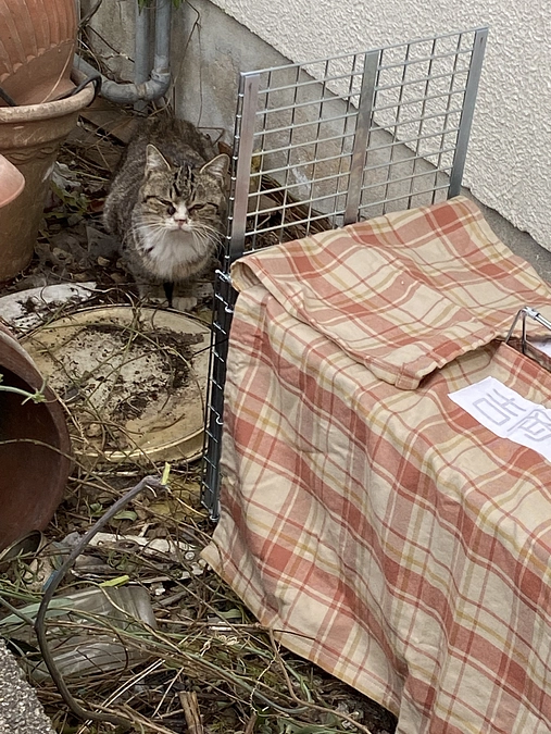 多頭飼育崩壊を起こした飼い主のすぐ近くで、また猫が繁殖‥