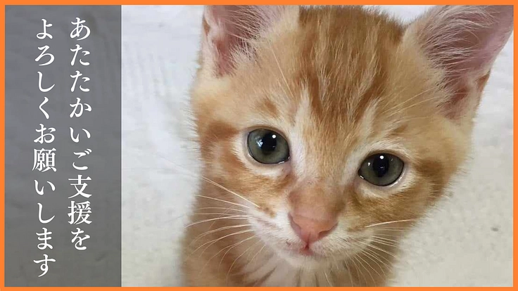 野良猫がいない未来へ｜一斉TNR会場を併設した新シェルターの開設へ 8枚目