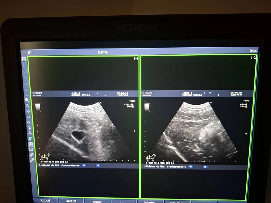 ステラの通院でした。状態が良くないです。