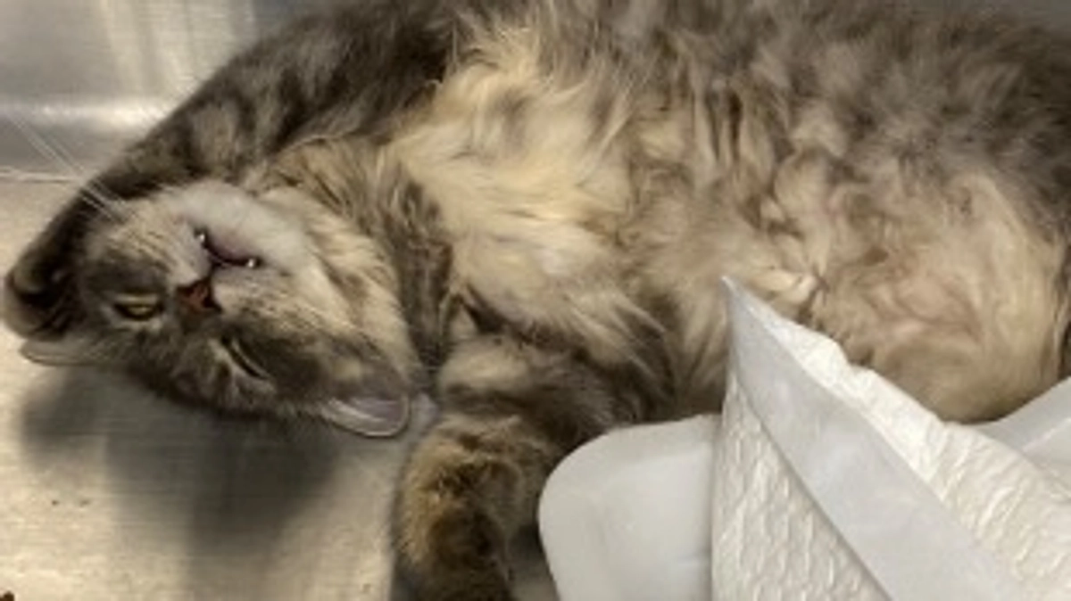 投薬36日目　白目の寝顔