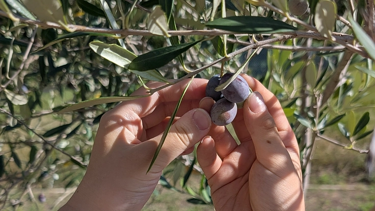 新檜尾台小学校～つなぐ・つながるみんなのオリーブの森～プロジェクト