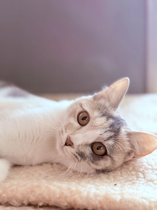 FIP寛解しました！