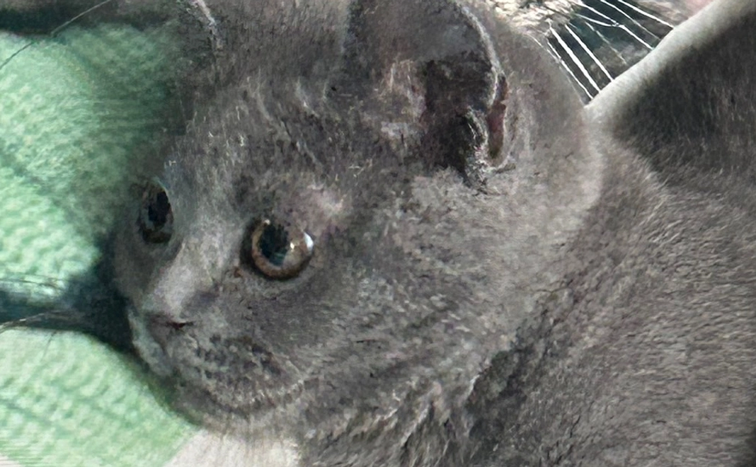 ベリーを助けてくださる１０００円・感謝のメールを受け取って下さる方