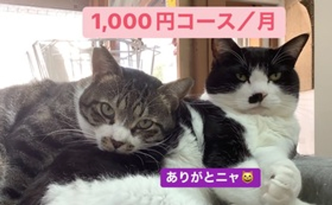 毎月1000円コース