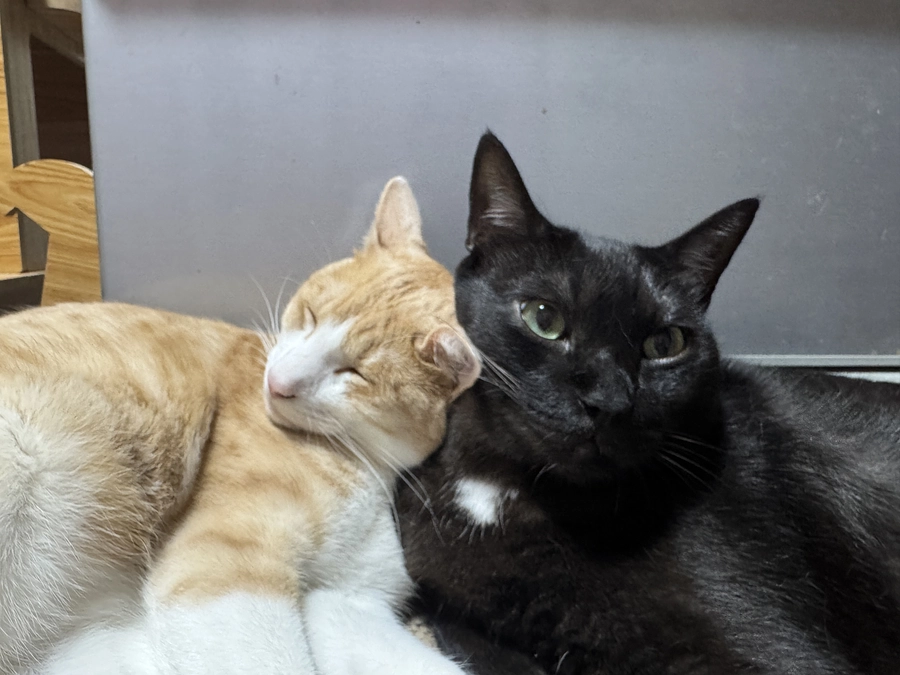 ニャンコの近況とワクチン報告