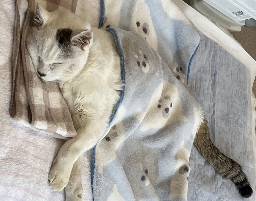 現状を報告致します。