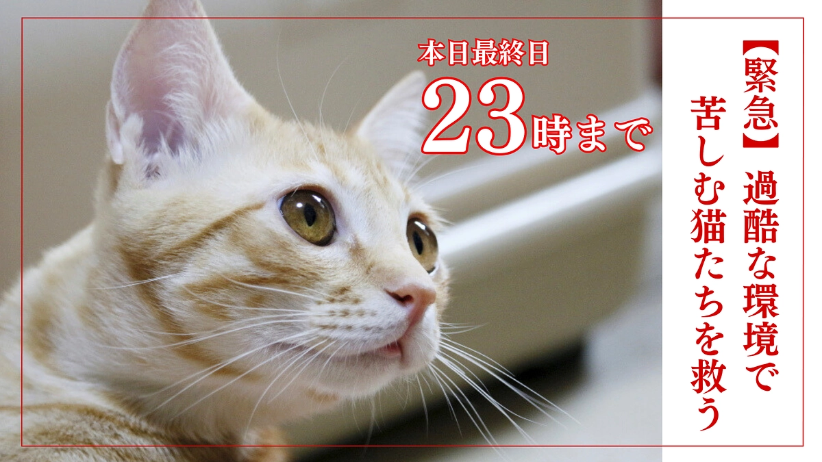 【本日最終日 23時まで】よろしくお願いします