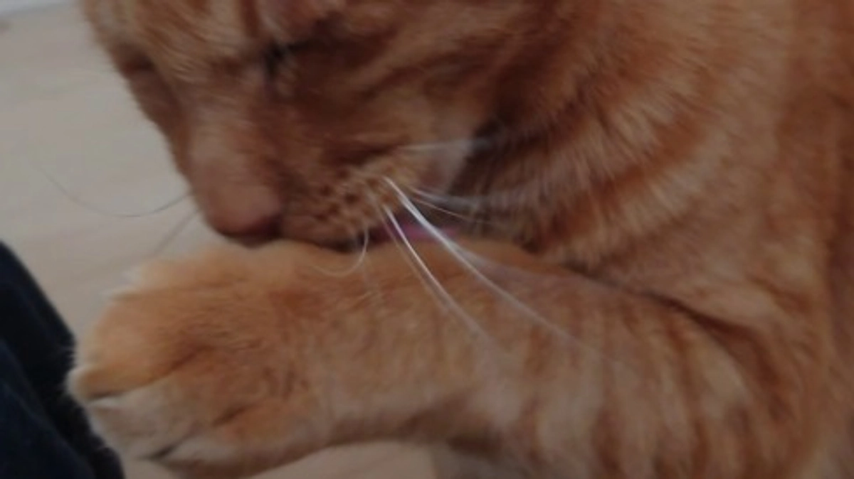 🐈ヨッちゃんまたハゲる～目もしょぼしょぼ編🐈