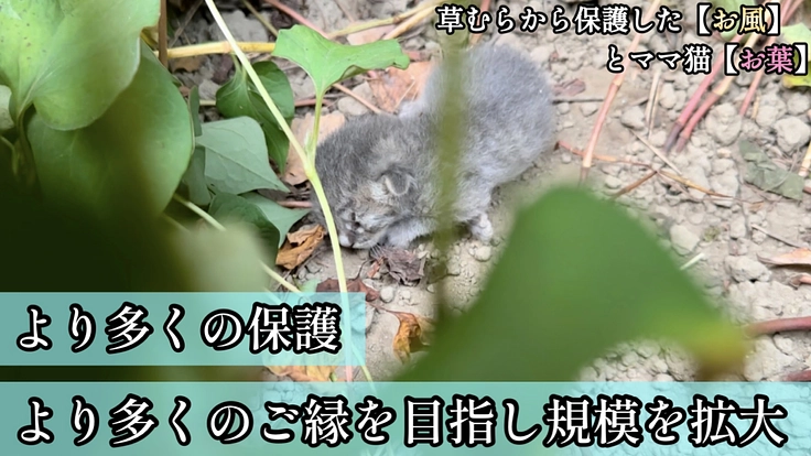 保護猫シェルター【CAT GATE】開設へご支援をお願いします 2枚目