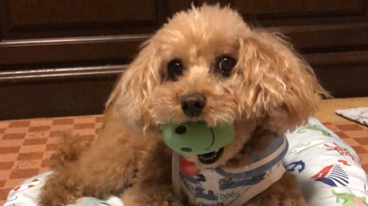 【残り12時間】シニアドッグ・サポーター第1号の保護犬、高齢の里親に譲渡し丸５年が経った今…