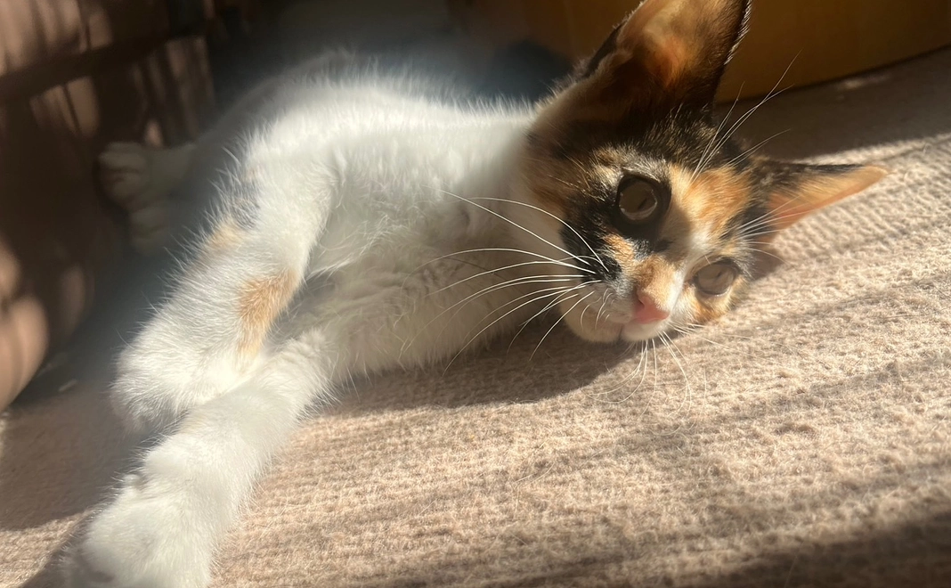 このはにお力添えありがとうございます(リターン無し)