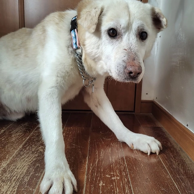 ネクストゴールの達成。皆様からの応援に感謝です！