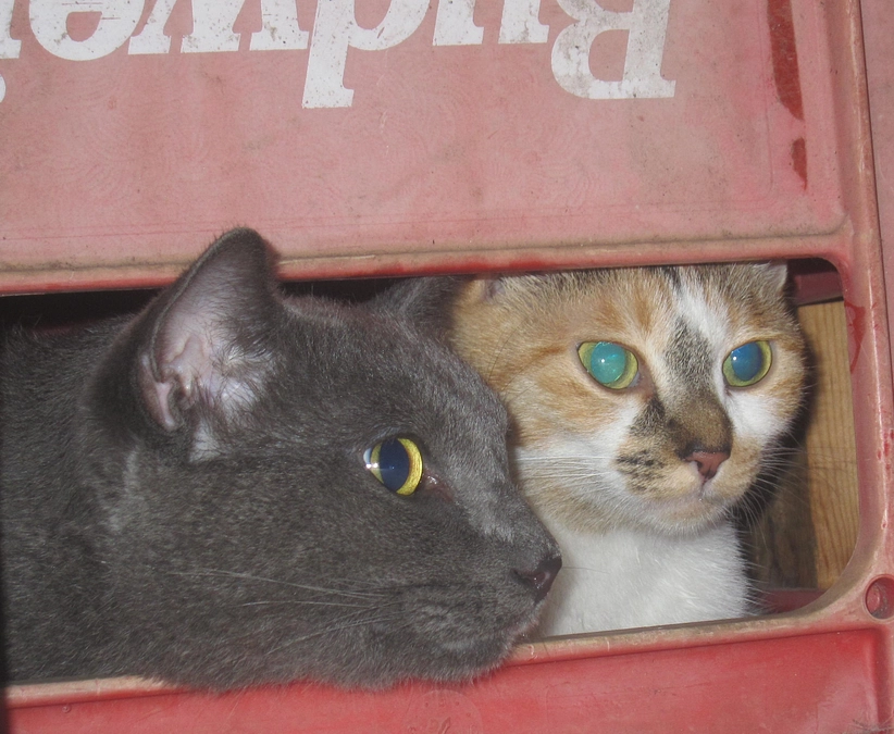 【定住猫紹介】この猫何処の誰なのよ⁈シャーシャータンタン威嚇騒動中の様子