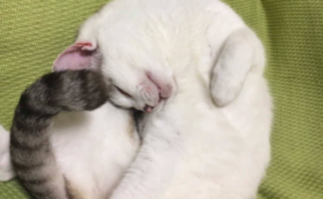 お店で猫ちゃんとふれあい体験＆お名前を掲載します！