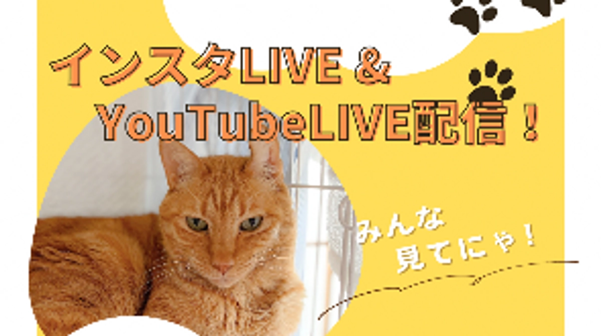 お見逃しなく！【1/15(土) AM11:00~｜インスタ＆YouTubeライブ開催のお知らせ】