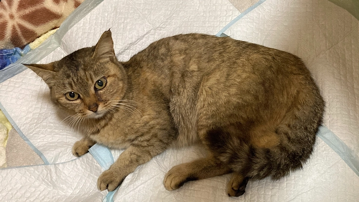 車に轢かれて骨盤骨折した保護猫の治療費・入院費ご支援をお願いします