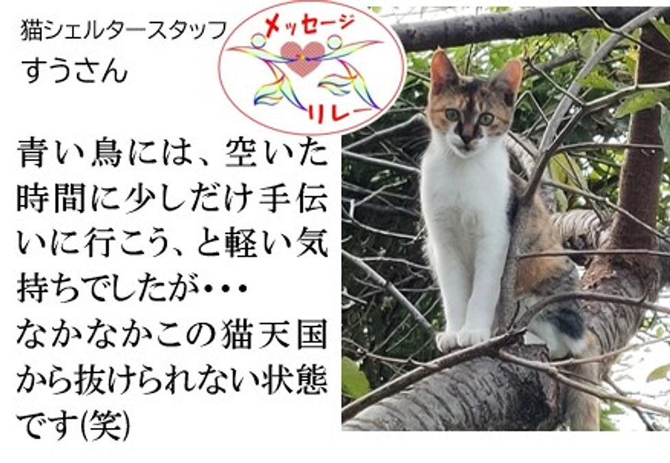 リレー４．猫天国から抜けられない状態です(笑)