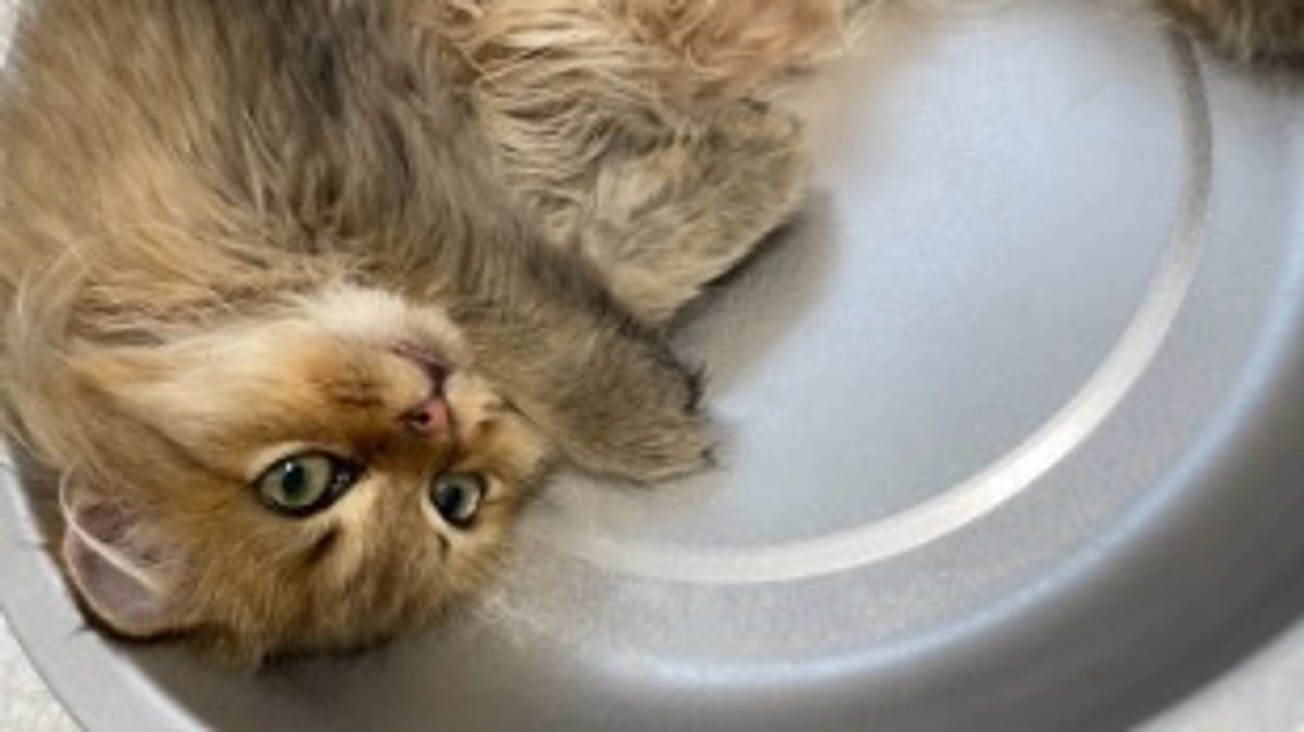 投薬中でもおおきくなりました！