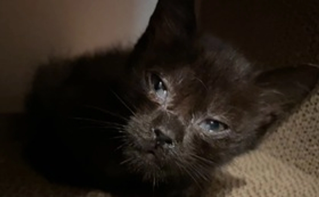 マック頑張れ！生きて！