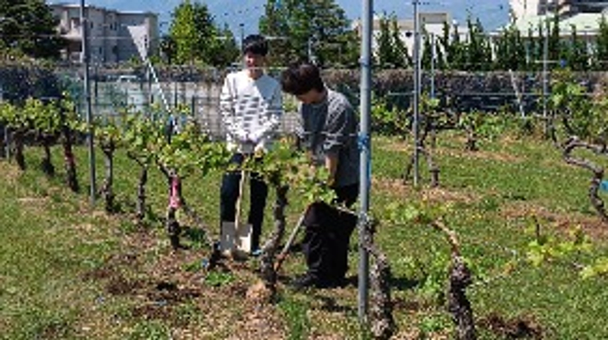 ブドウ栽培のシーズンインとともに