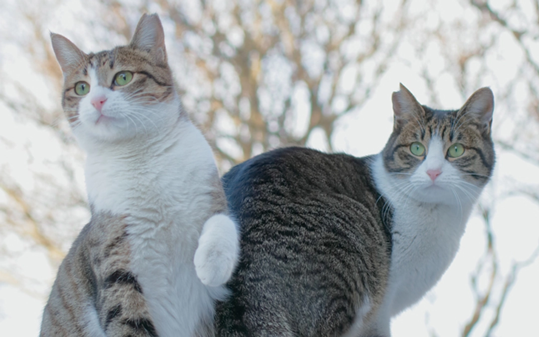 2月さくらねこ無料不妊手術実施予定数