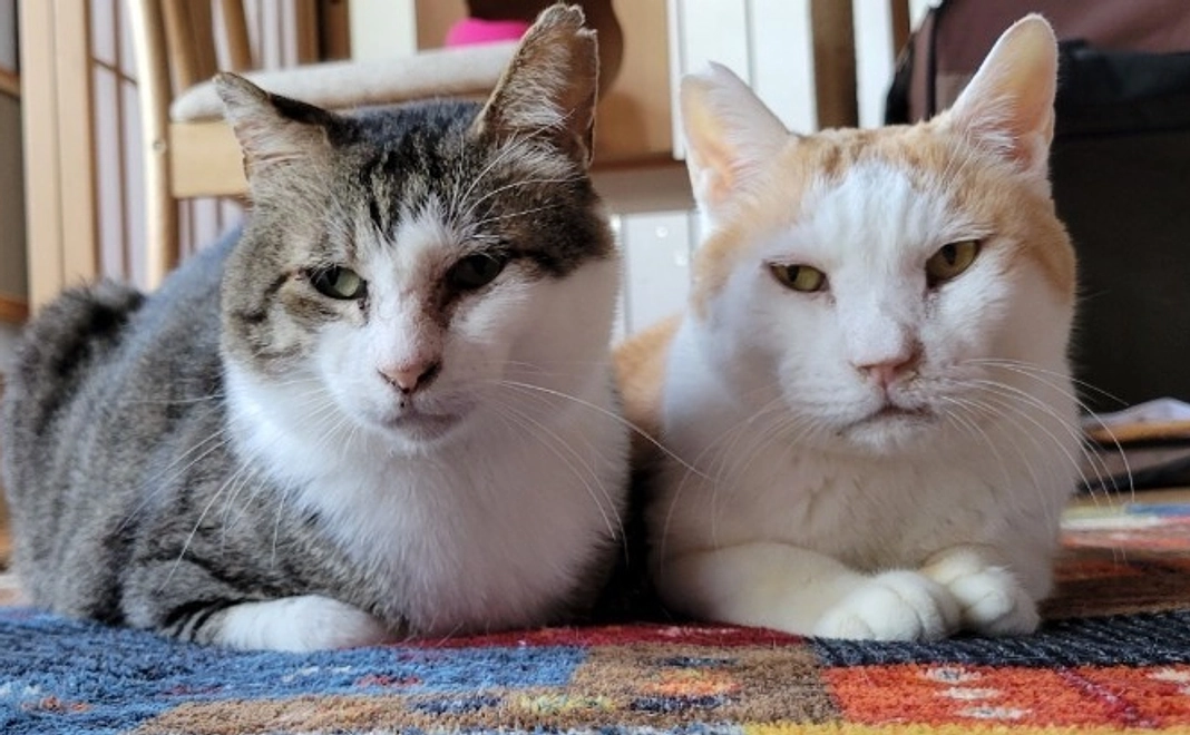 毎月応援2222円コース