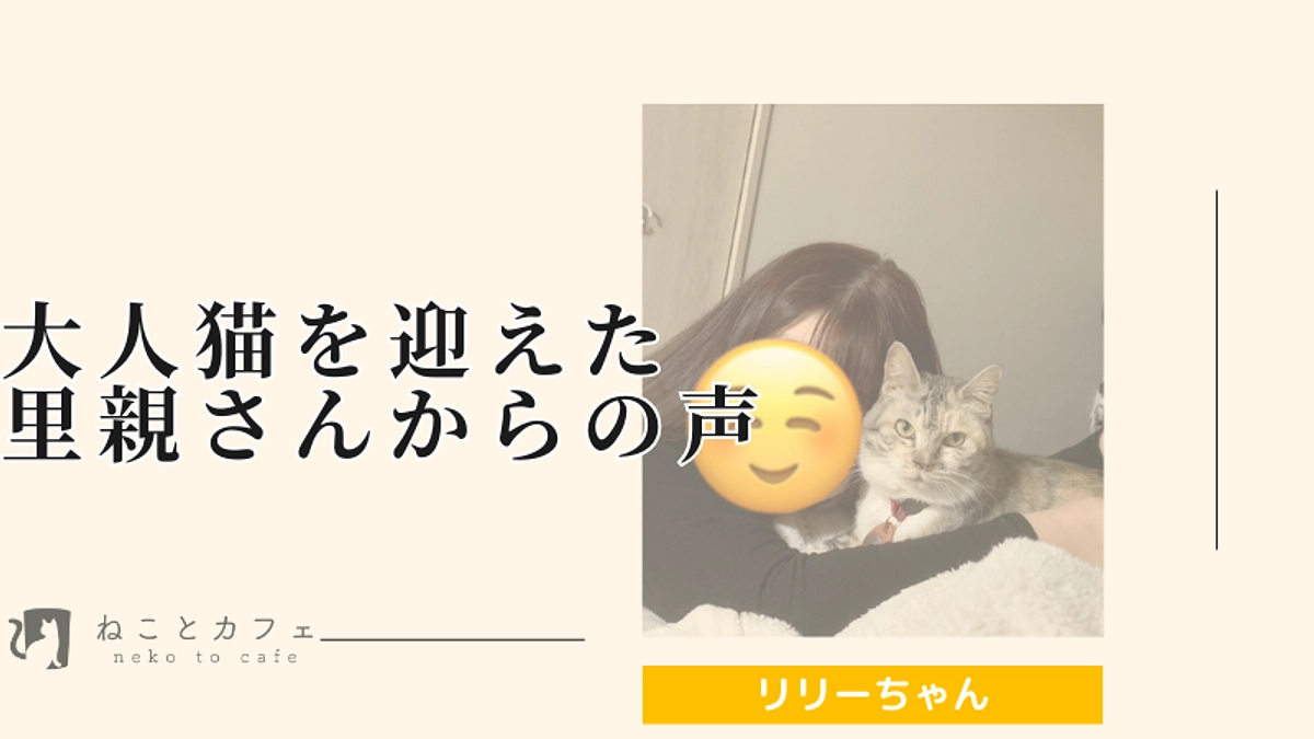 ねことカフェで初めて正式譲渡となった7歳リリーちゃんの里親さん