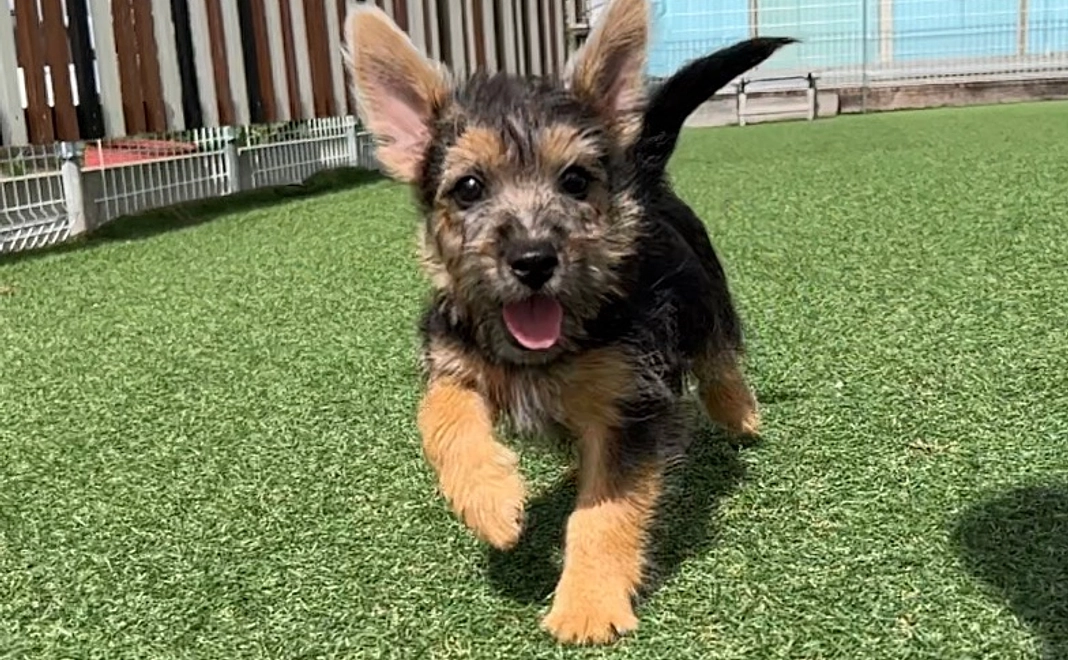 お礼メール＋ドッグラン1回分無料券