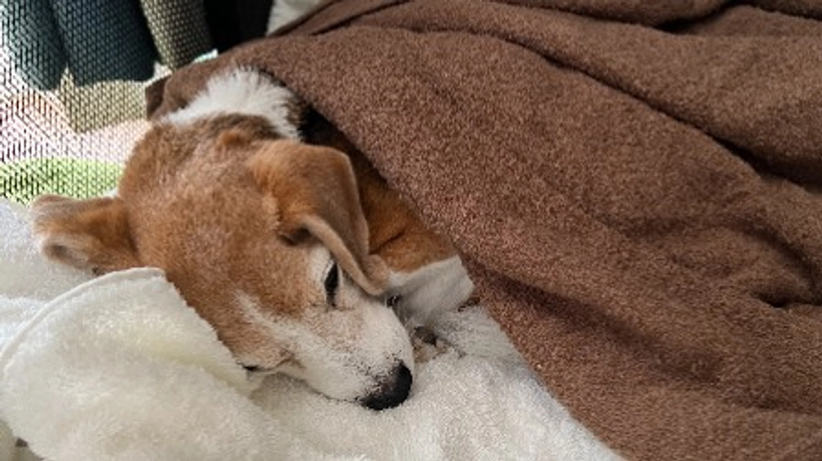 11/8 ちびっこの冷え対策と食べ物の試行錯誤。