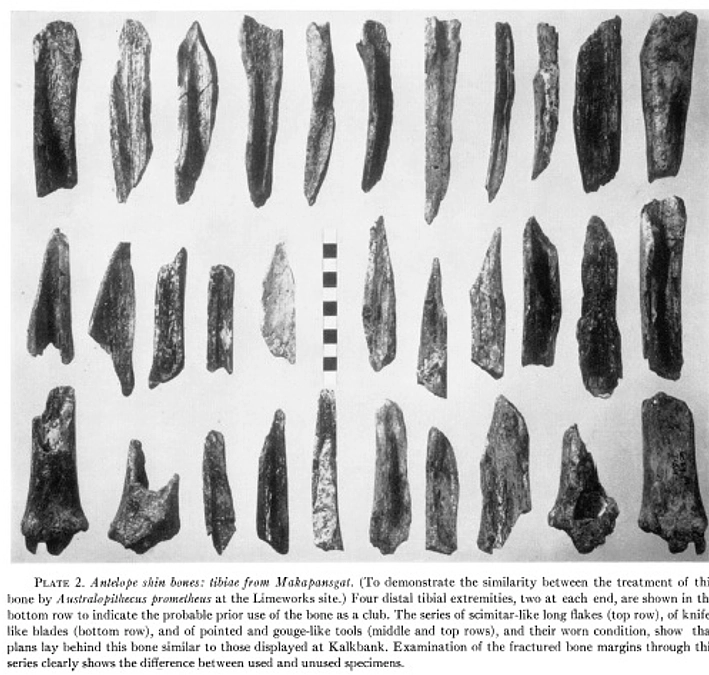 洞窟にあった獣の骨は道具や食料だった？