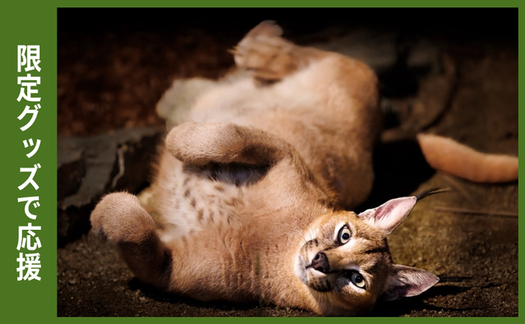 限定グッズで応援｜カラカル三昧コース