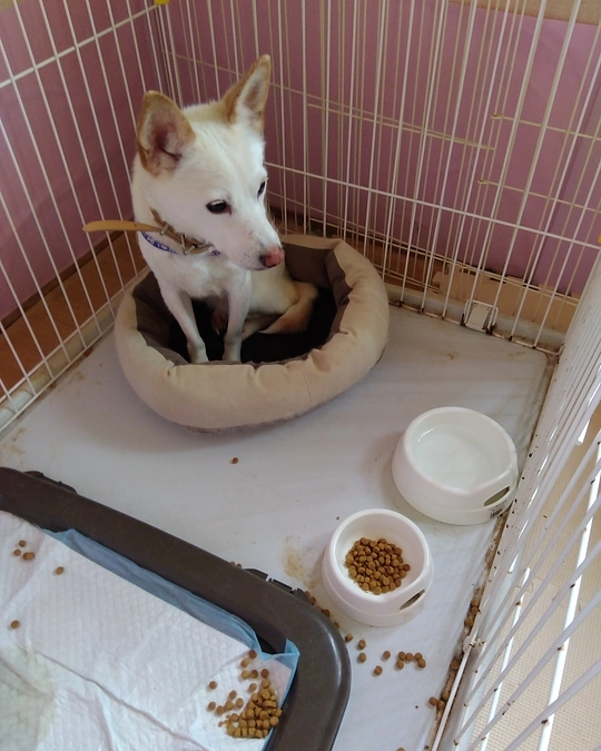 ありがとうございます