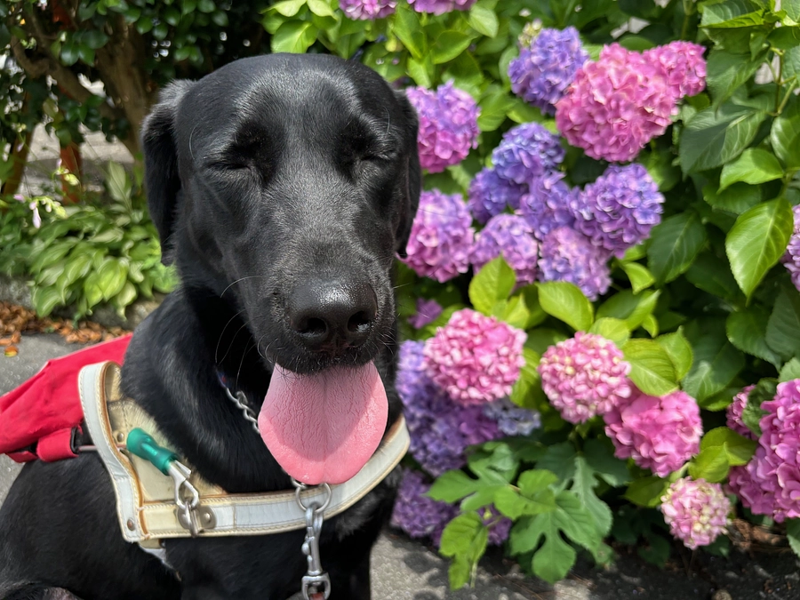 【御礼と中間報告】犬たちの健康を守るため、最後まで応援してください！