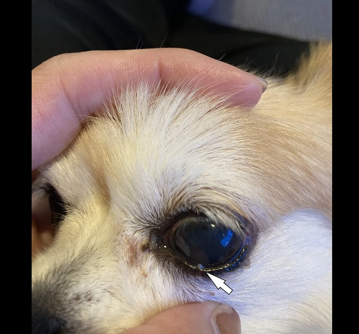 動物病院に行ってきました