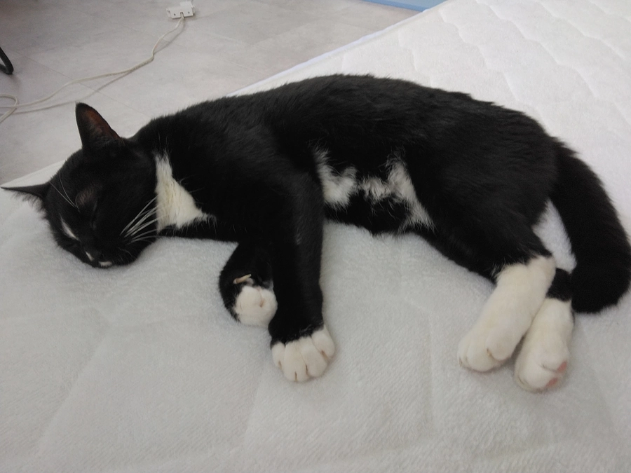 6/8はなちゃんの様子