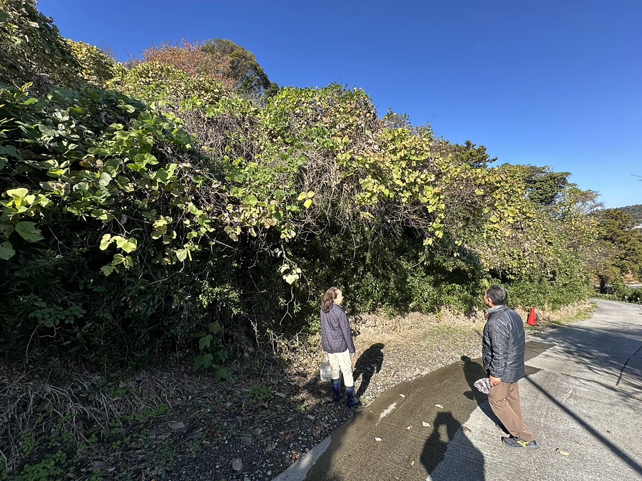 樹木医さんに専称寺の梅の現状を確認いただきました。