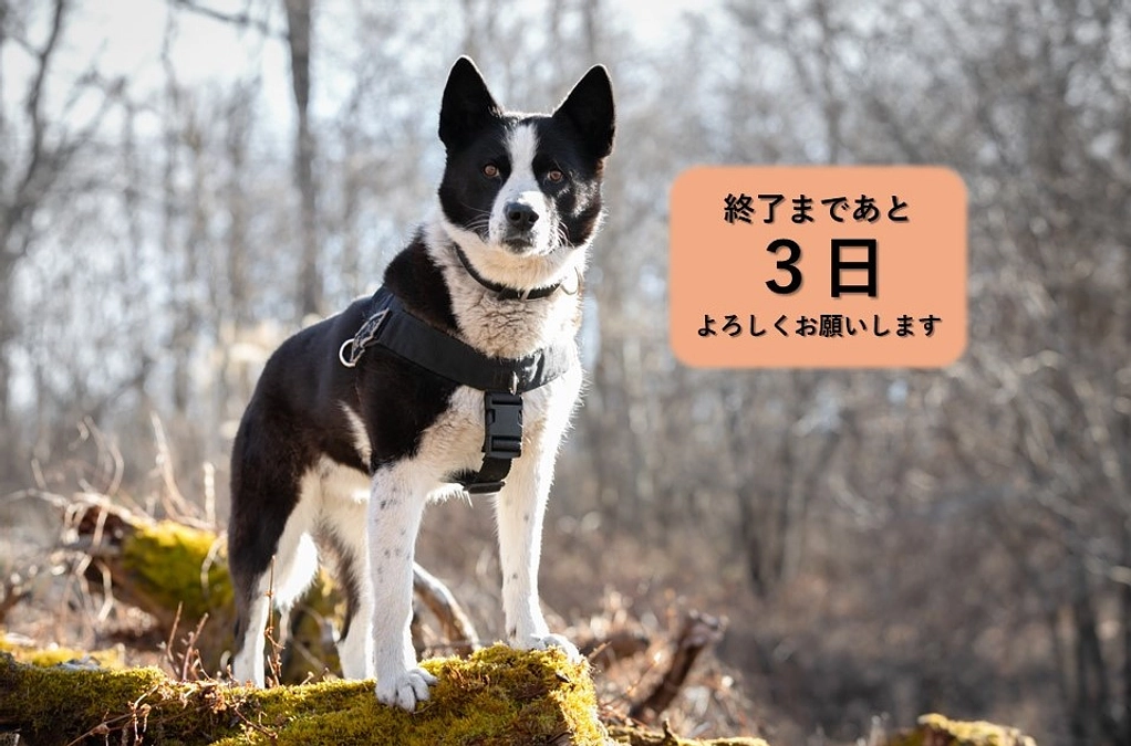 残り３日となりました！！　