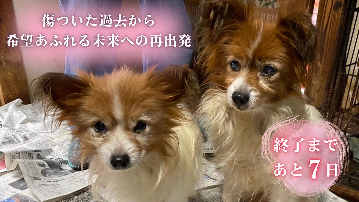 プロジェクト残り1週間となりました