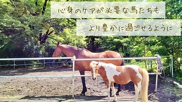 馬たちの心身をもっと豊かに。危険な牧柵を修繕してより安全な環境へ のトップ画像