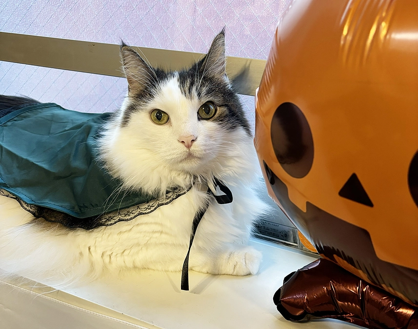 くろーね13歳になりました！