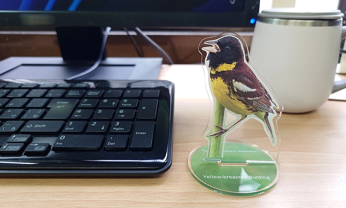 シマアオジがちゃんと可愛いアクリルスタンド　良い仕上がりです