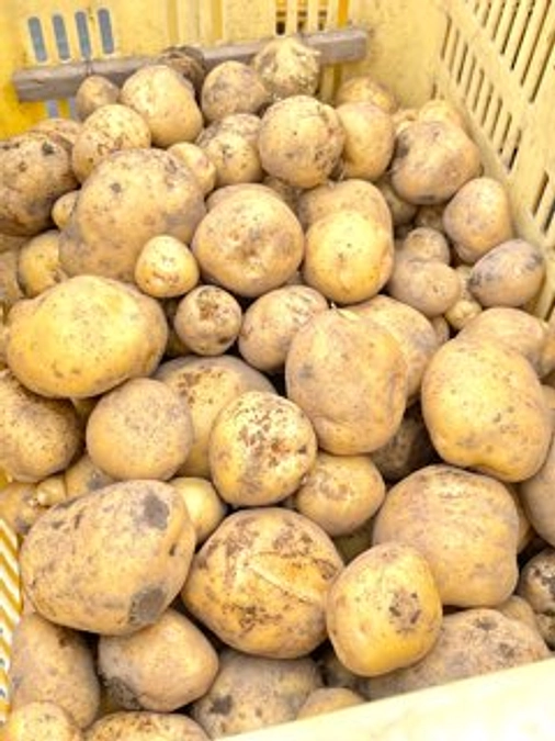 ジャガイモの収穫をしました🥔